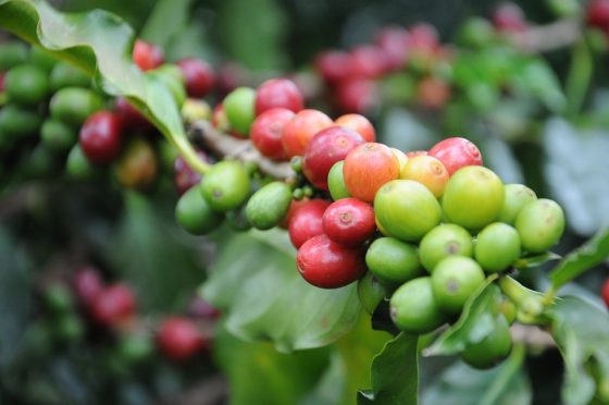 From Farm to Cup: How Origin Influences the Quality of Coffee Beans