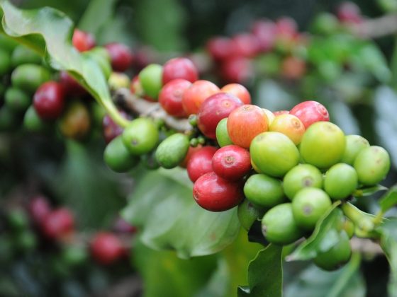 From Farm to Cup: How Origin Influences the Quality of Coffee Beans